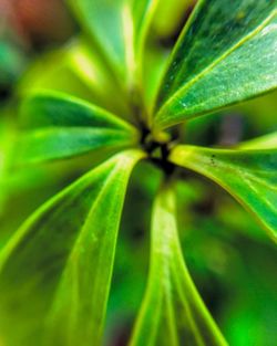Full frame shot of plant
