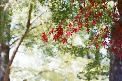 Low angle view of red leaves on tree