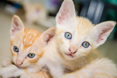 Close-up of kittens at home