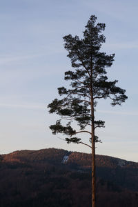 Tree against sky