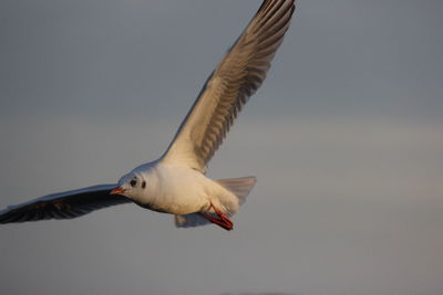 Low angle view of seagull flying