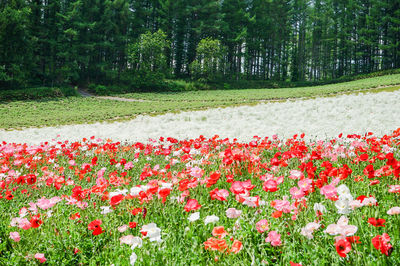 Red flowering plants on field