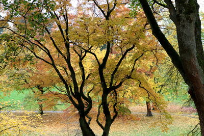 Trees in forest during autumn