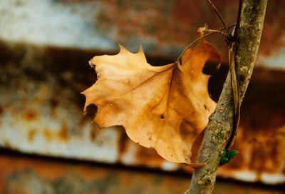 Close-up of maple leaves during autumn