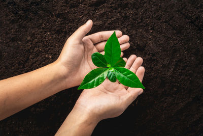 Cropped hands of woman planting in garden