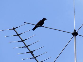 Low angle view of birds perched against clear blue sky