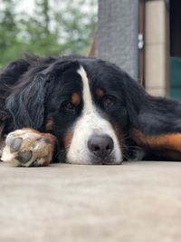 Close-up portrait of a dog