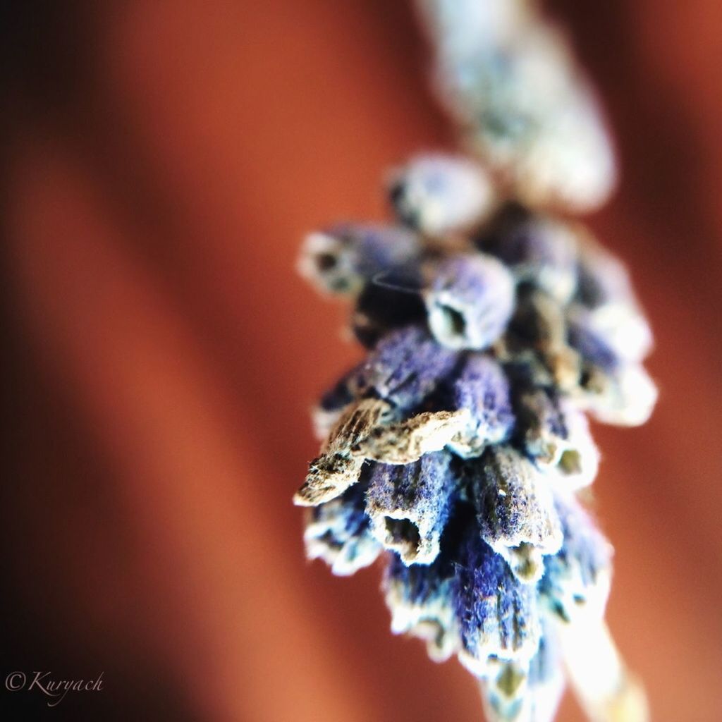 close-up, selective focus, focus on foreground, indoors, no people, hanging, art and craft, still life, decoration, flower, day, detail, fragility, nature, macro, creativity, extreme close-up, decor, art