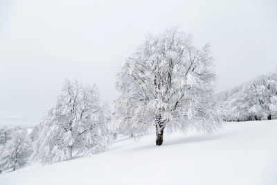 Trees on snow covered landscape against clear sky