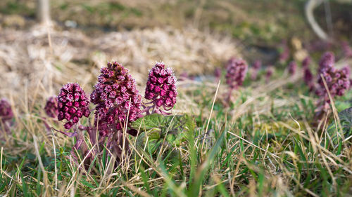 Close-up of purple flowering plant on field