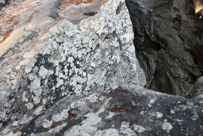 Close-up of bare tree