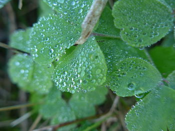 Close-up of wet plant