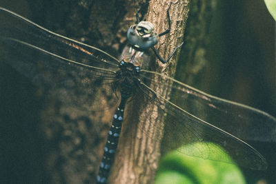 Close-up of spider on web