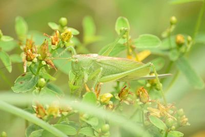 Grasshopper on plant at park