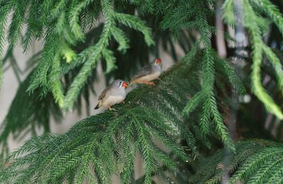 Close-up of bird perching on tree