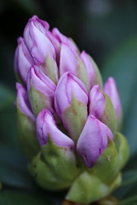 Close-up of pink flowering plant