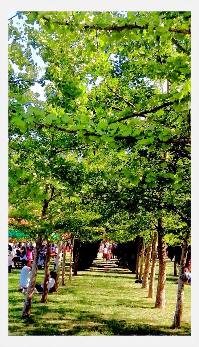 transfer print, tree, large group of people, green color, person, auto post production filter, growth, men, lifestyles, grass, park - man made space, leisure activity, flower, nature, outdoors, day, garden, walking, mixed age range