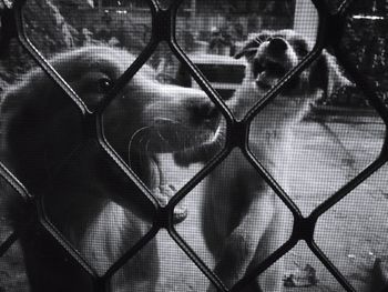 Close-up of bird in cage