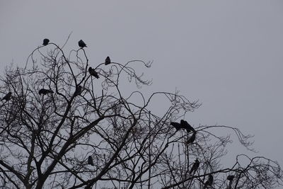 Low angle view of birds perching on tree