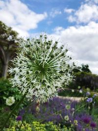 Close-up of flower blooming against sky