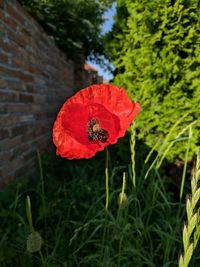Close-up of red poppy blooming on plant
