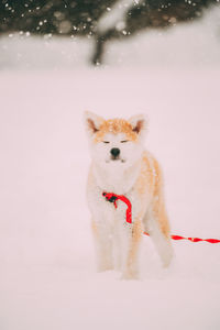 View of a dog on snow covered field