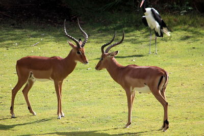 Deer standing on field