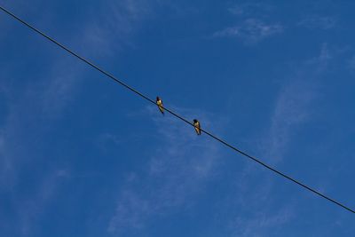 Low angle view of birds on cable against sky