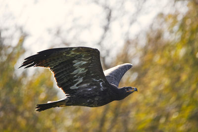 Close-up of a bird flying