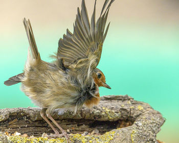 Close-up of a bird