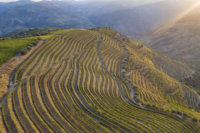 Douro vineyards from aerial view