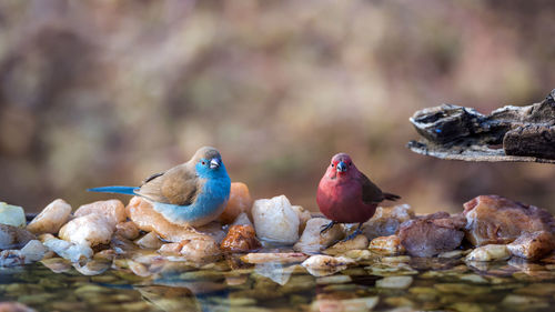 Close-up of birds perching on rock