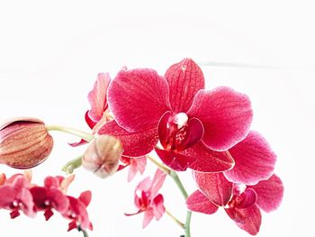 Close-up of pink flowers over white background