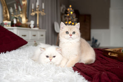 Cat sitting on bed at home