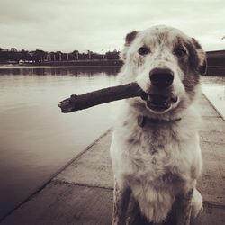 Portrait of dog with stick at clevedon pier