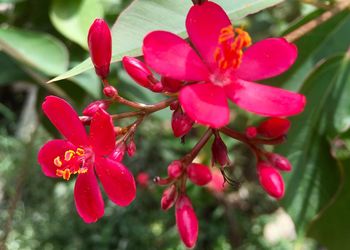 Close-up of pink flowers blooming outdoors