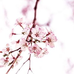 Low angle view of pink flowers blooming on tree