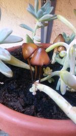 Close-up of potted plant