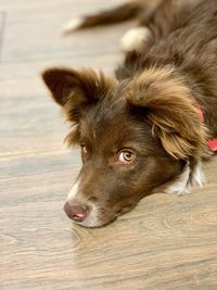 Close-up of dog looking away