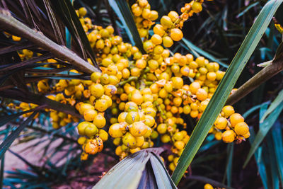 Close-up of yellow fruits on plant