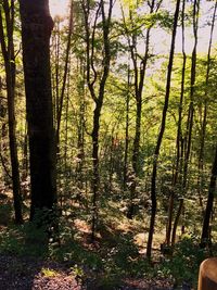 Close-up of trees in forest