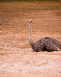 Portrait of bird on landscape