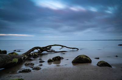 Driftwood on beach against sky