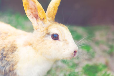 Close-up of a dog looking away