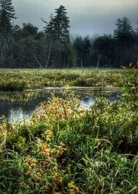 Scenic view of lake