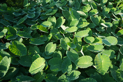Full frame shot of green leaves
