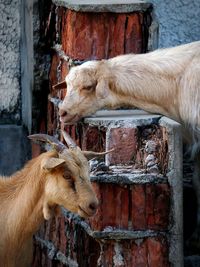 View of two little goats