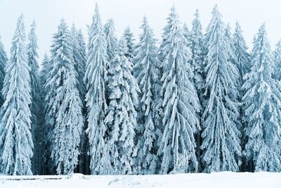 Snow covered coniferous trees during winter