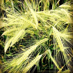 Close-up of grass