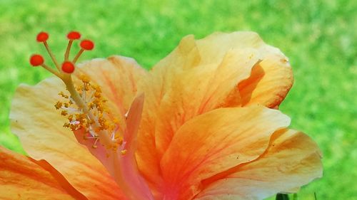 Close-up of orange flowers